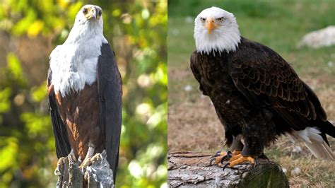 fish eagle vs bald eagle
